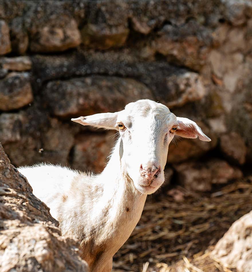 il progetto - Fattoria Sant'Onofrio - Terre al Topp