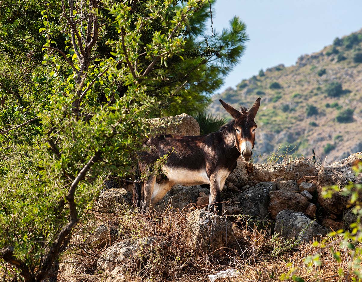 il progetto - Fattoria Sant'Onofrio - Terre al Topp