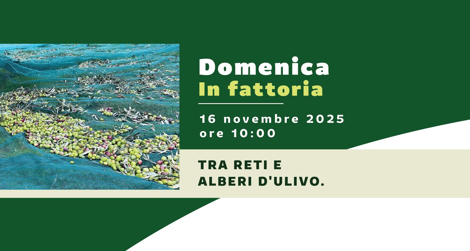 raccolta olive in fattoria