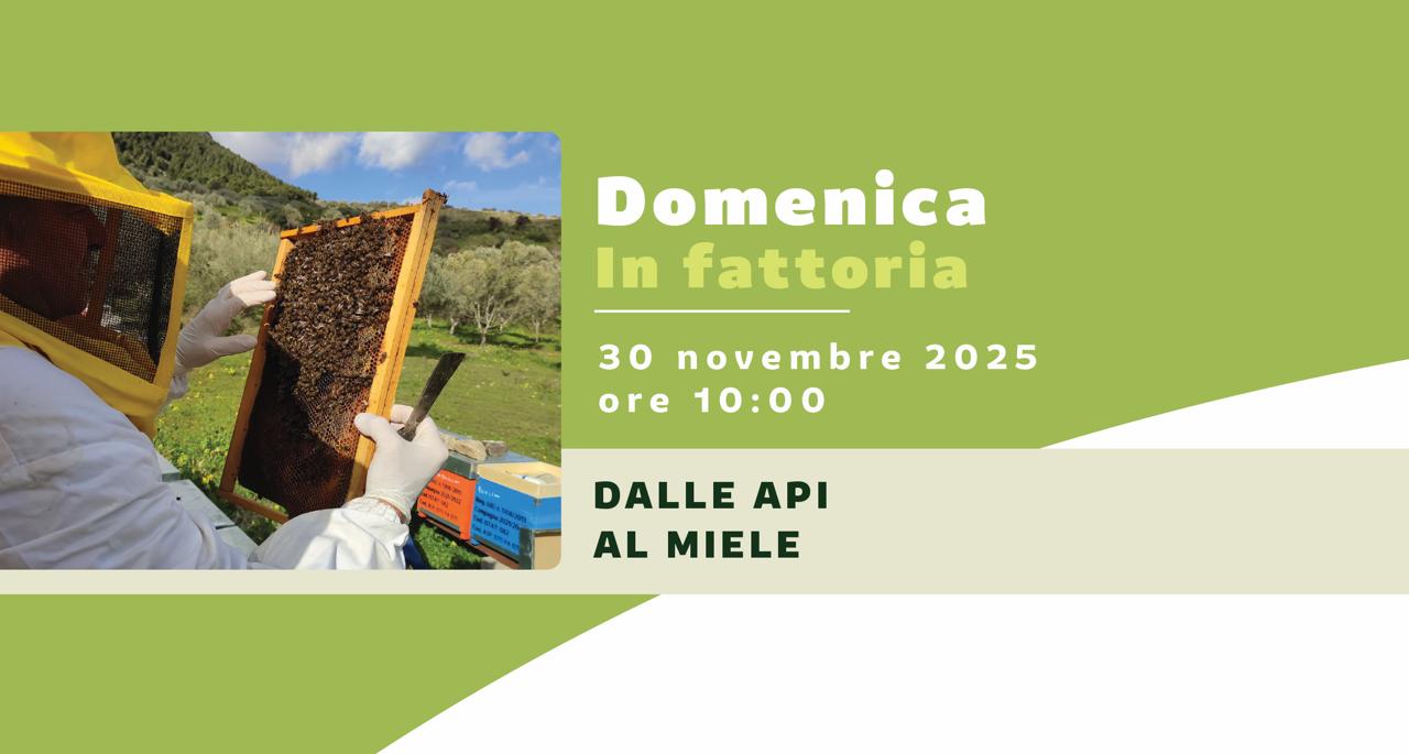 Dalle api al miele fattoria sant'onofrio